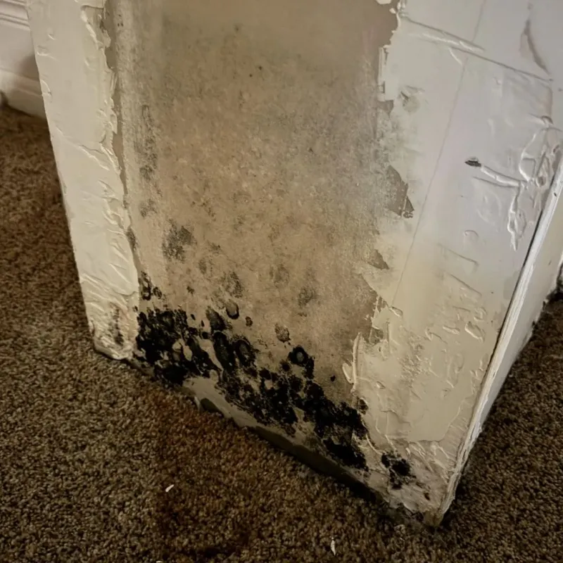 Professional Mold Removal in Orange, TX